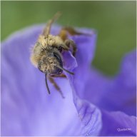 abeille 2